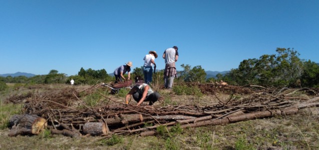 Recuperação da Mata Atlântica: Cottonbaby doa mudas para reflorestamento de área atingida por incêndio